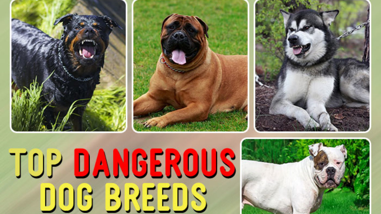25 dangerous dogs