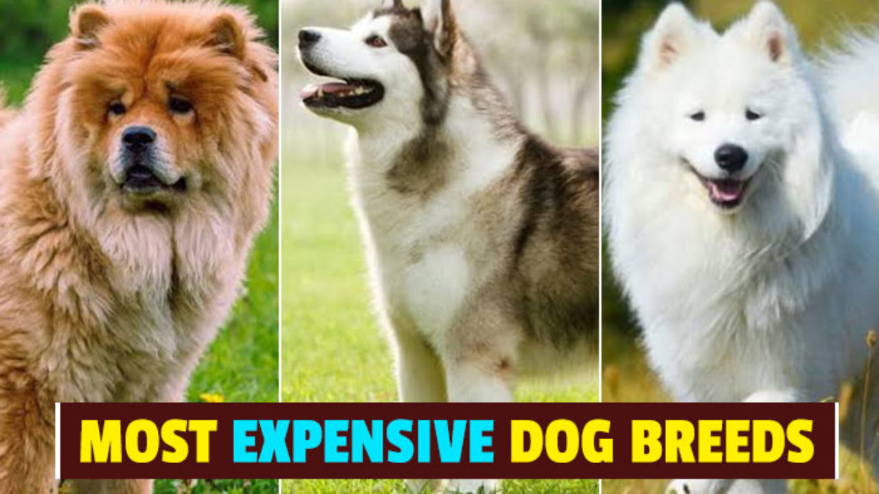 expensive dogs