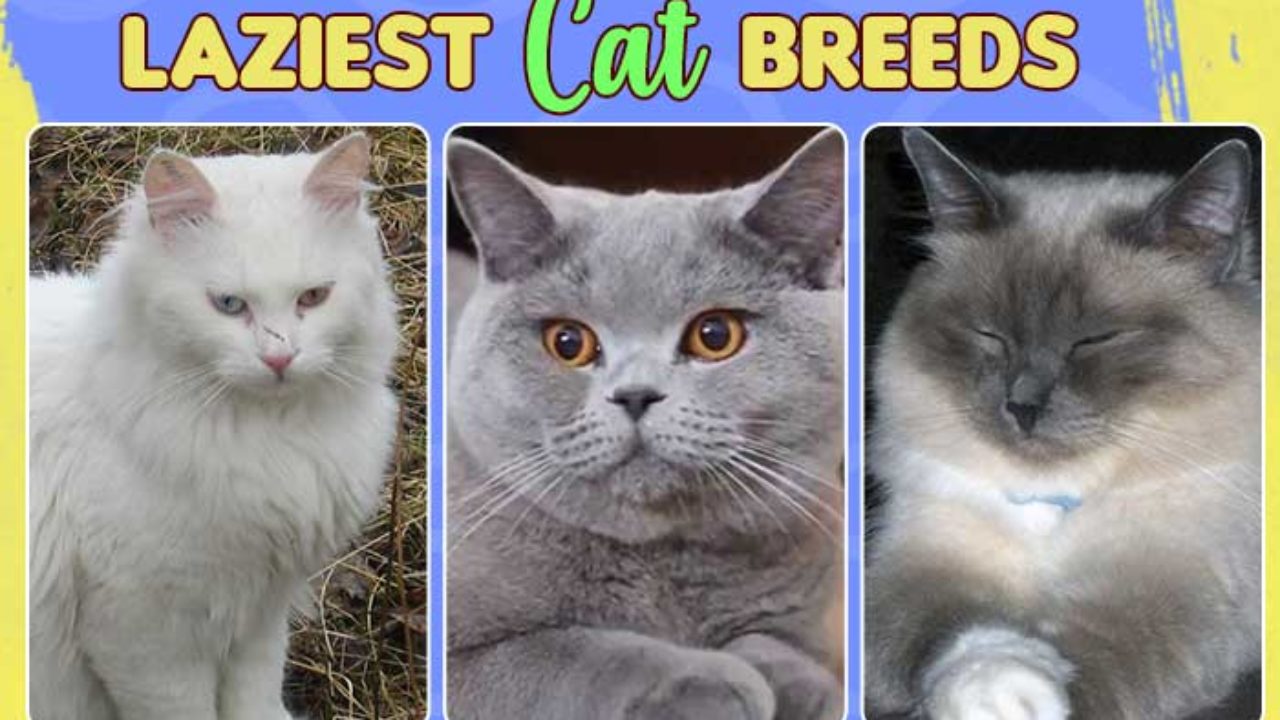 couch potato cat breeds